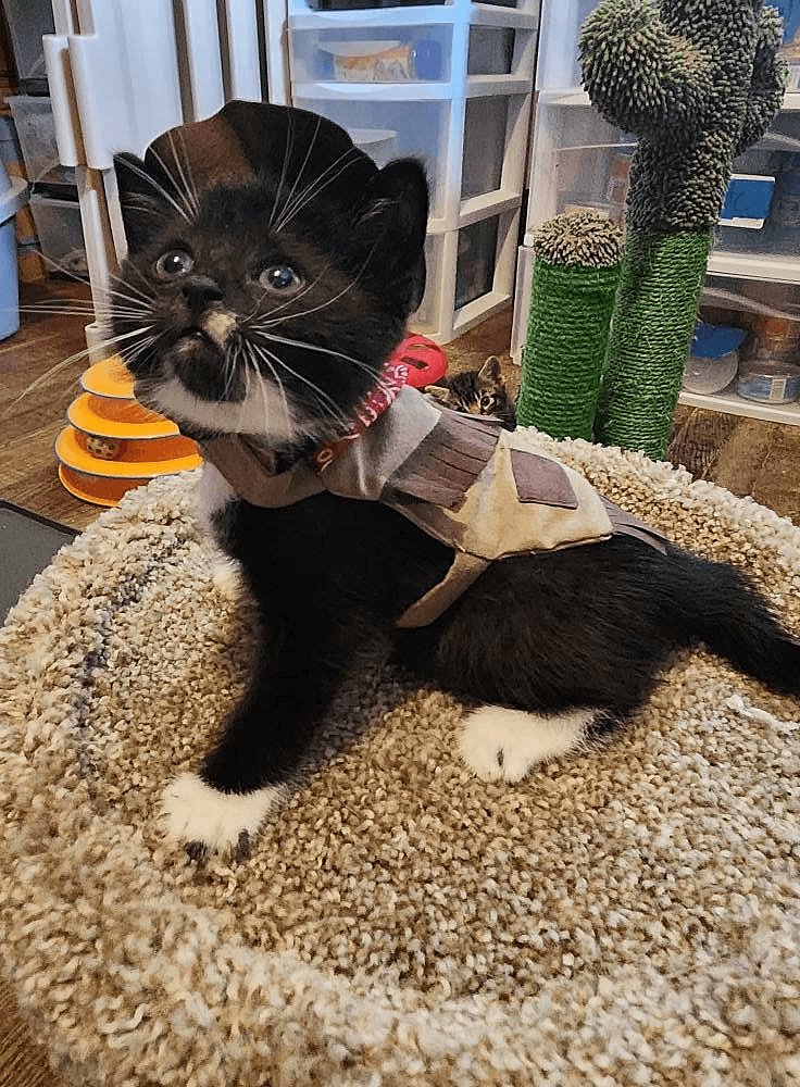 KittenKottage cat photo: downloads image 1