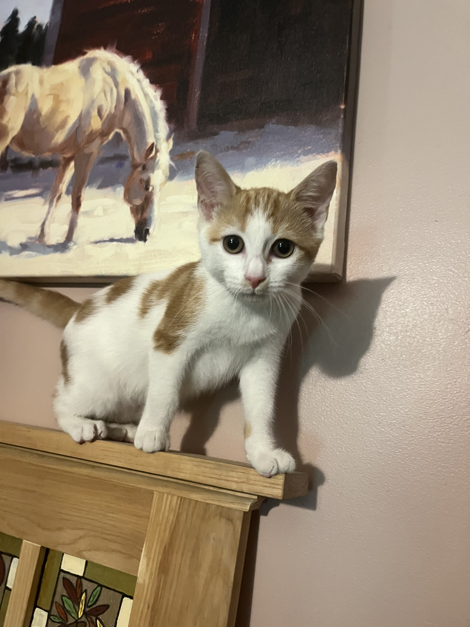 An orange-and-white kitten perched on a wooden chair